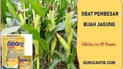 Obat GIBGRO 20 SP pembesar buah jagung